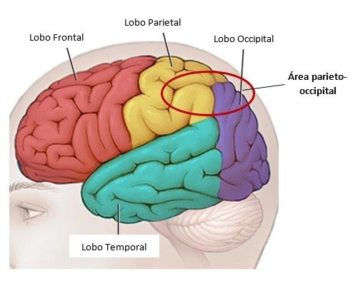 área parieto-occipital.jpg