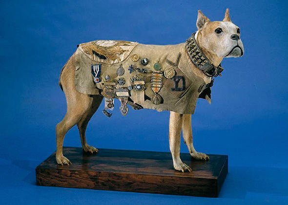 Sergeant Stubby stuffed museum.jpg