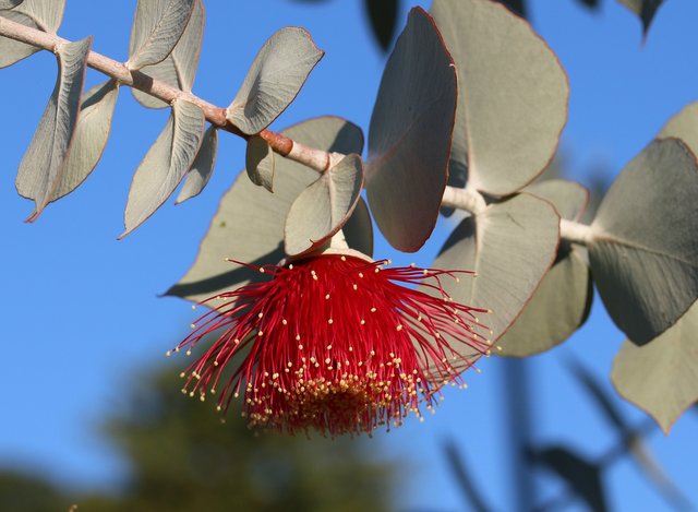 eucalyptus-3410622_1920.jpg