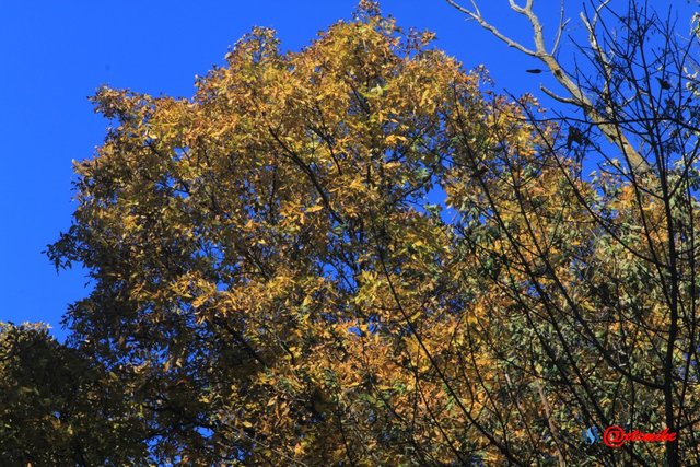 forest trees fall fall-colors fontenelle-forest Fall02045.jpg