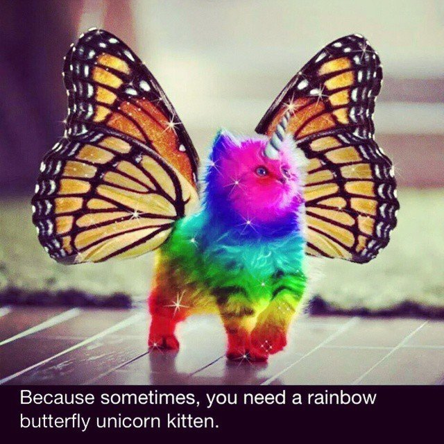 rainbow-butterfly-unicorn-kitten1.jpg