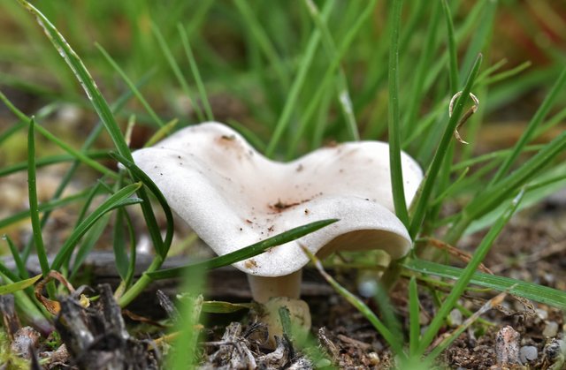 White marilyn mushroom 2.jpg