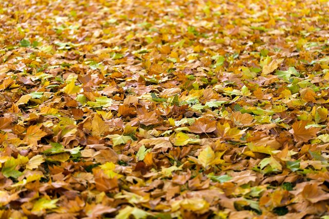 autumn-940401_1280.jpg