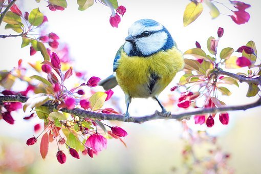 spring-bird-2295434__340.jpg