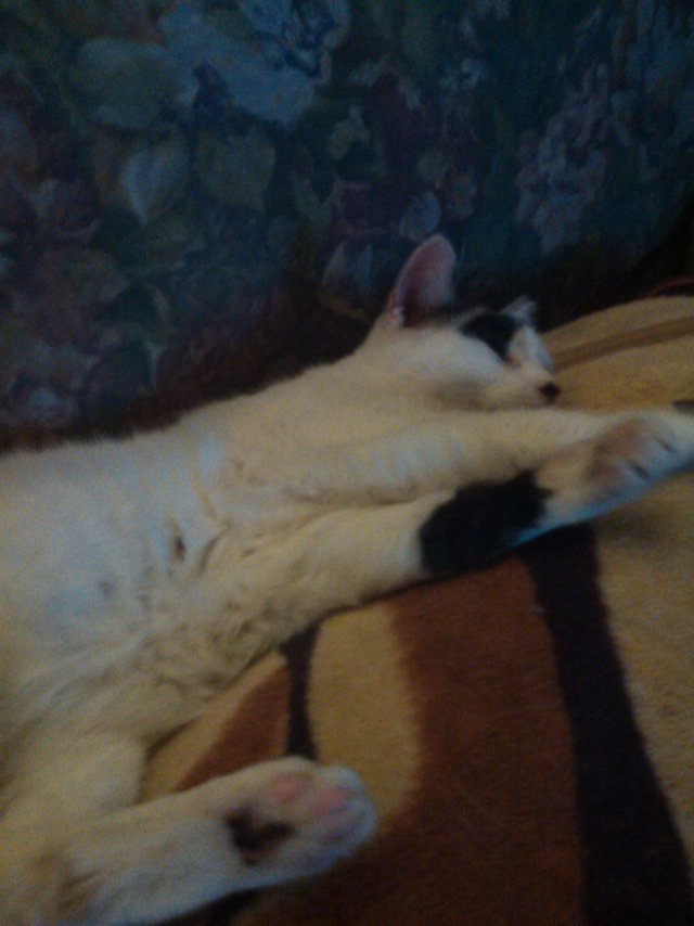 Cat Photography, Bella Stretched Infront Of The TV, April 24 2017.jpg