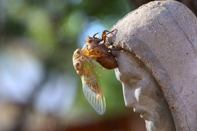 cicadas-7323447_1280.jpg
