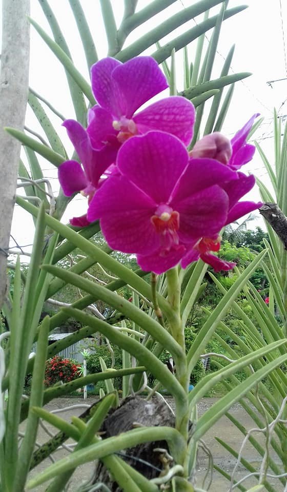 flowers fuchsia vanda sanderiana.jpg