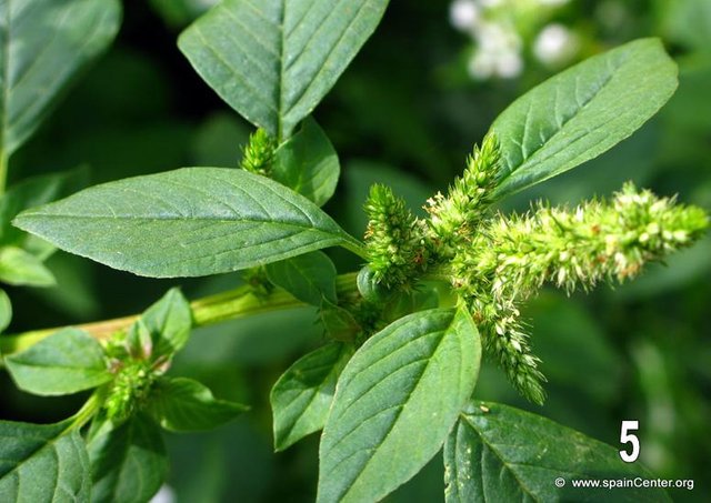 amaranthus-hybridus-bledo-sabia.jpg