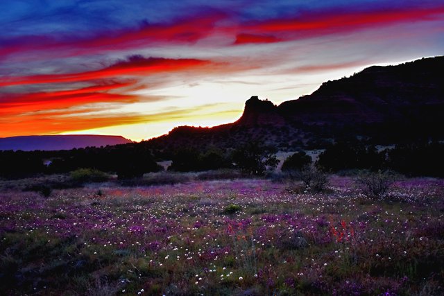 flower sunsett 8x12.jpg