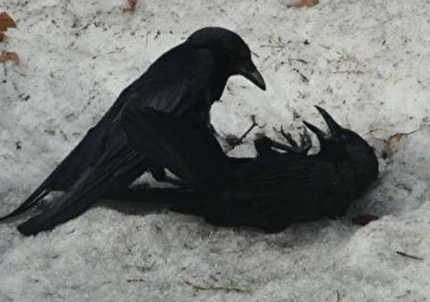 Black Crow sexe