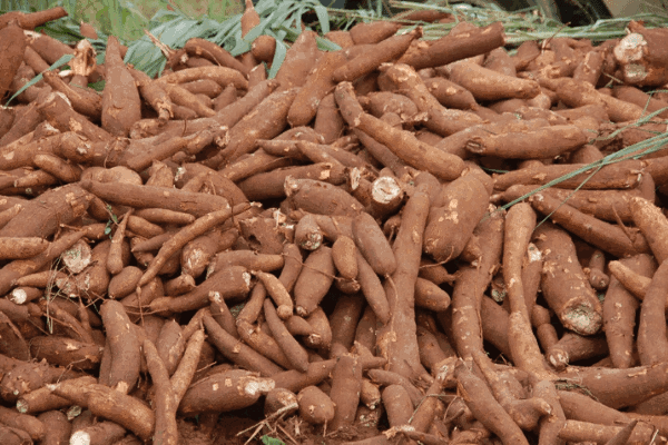 cassava-.png