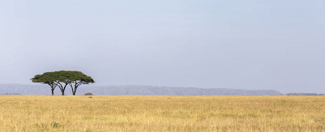 Safari-dans-le-parcn-national-du-Serengeti-en-Tanzanie-4.jpg