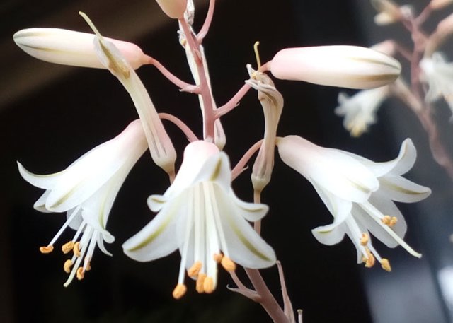 Aloe Albiflora-60.jpg