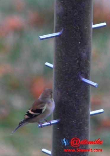 American Goldfinch PFW0002.JPG