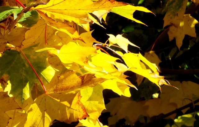1122-Leaves.jpg