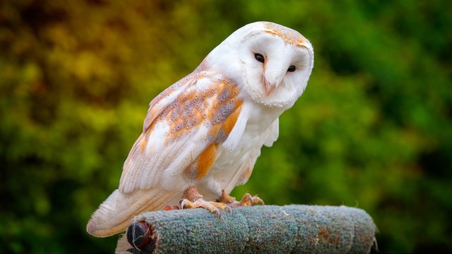 barn-owl-3155878_1920.jpg