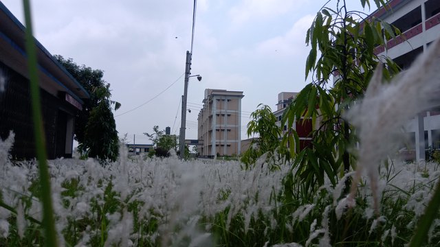 IMG_20200509_105348_0.jpg