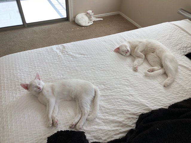 3 sleeping beauties.jpg