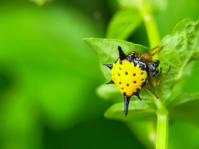 Horned Spider (15).jpg