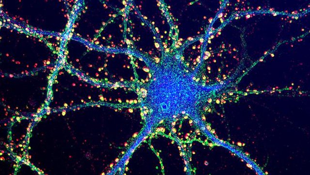 synapse dendrites.jpg