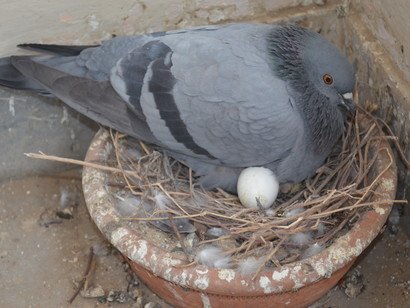 Nesting-process.jpg