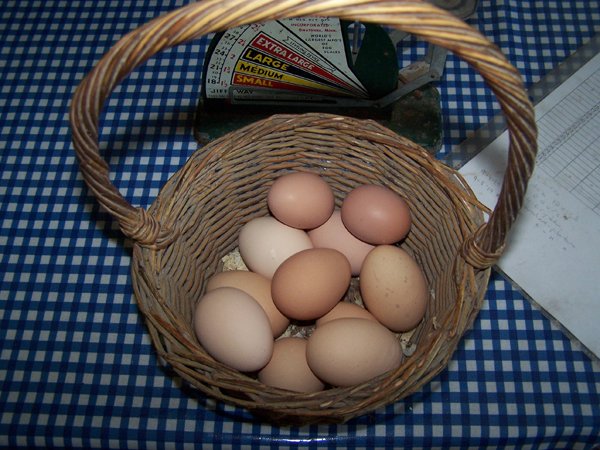 Basket of eggs crop September 2019.jpg