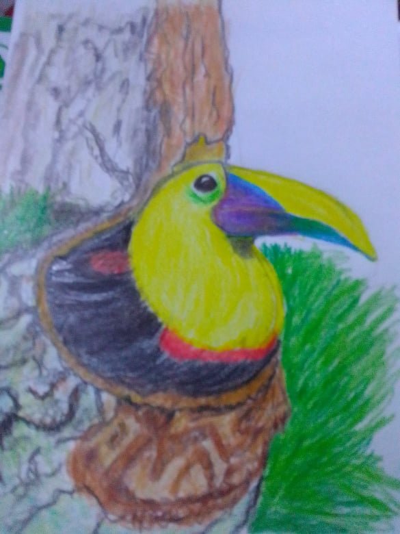 tucan5.jpg