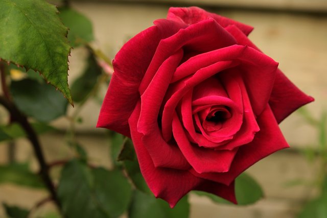 red-rose-4304139_1280.jpg