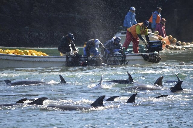 JAPAN_DOLPHIN_HUNT_30292037.JPG