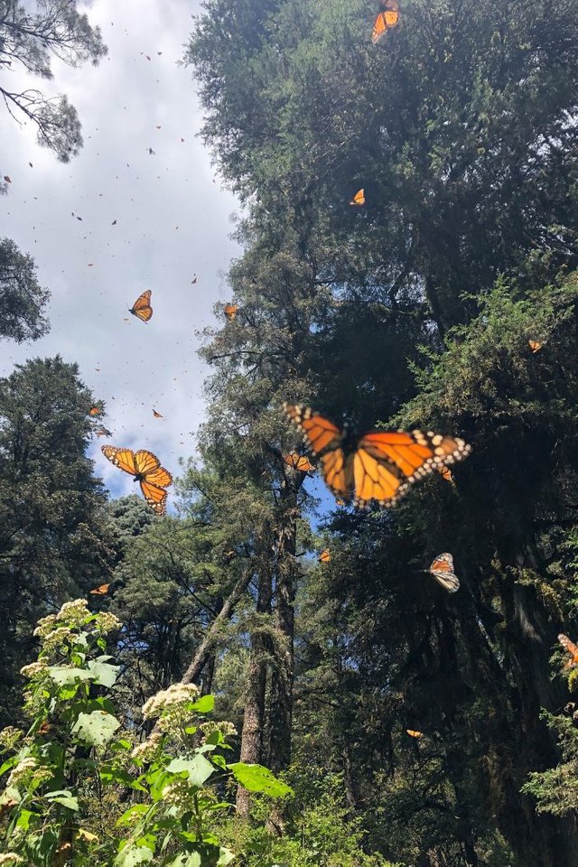 How to See the Monarch Butterfly Migration in Mexico.jpg