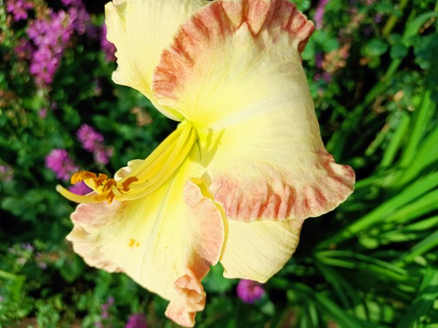 P day lily.jpg