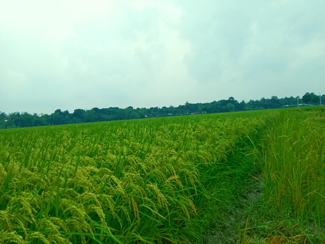 IMG_20250721_210535.jpg