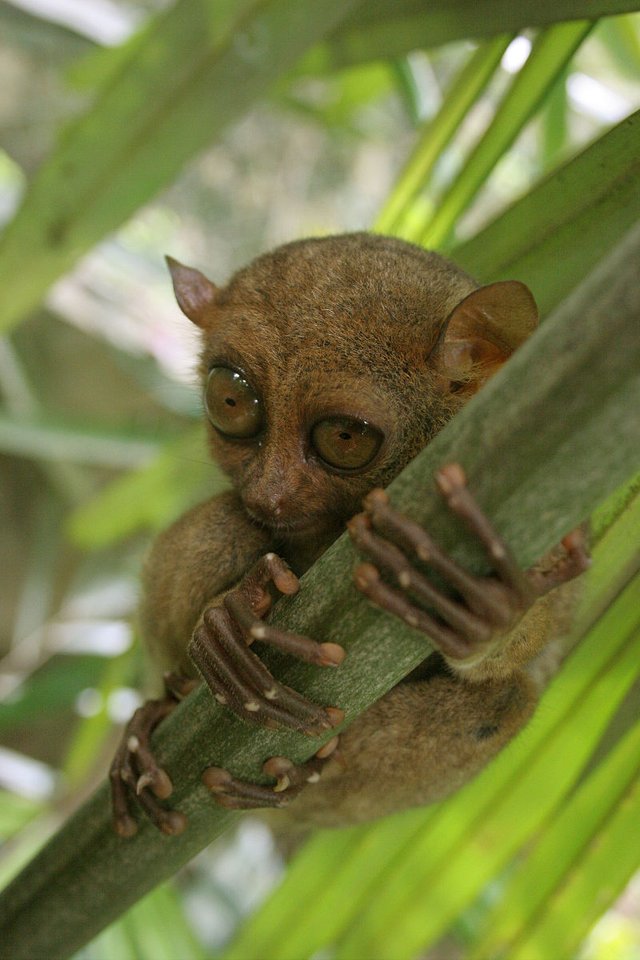 800px-Tarsier-GG.jpg