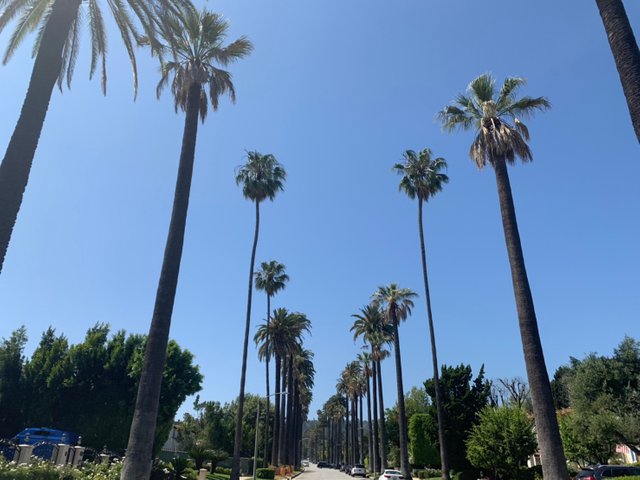 Beverly Hills15.jpg