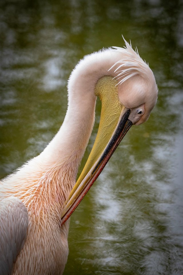 pelican-9294282_1920.jpg