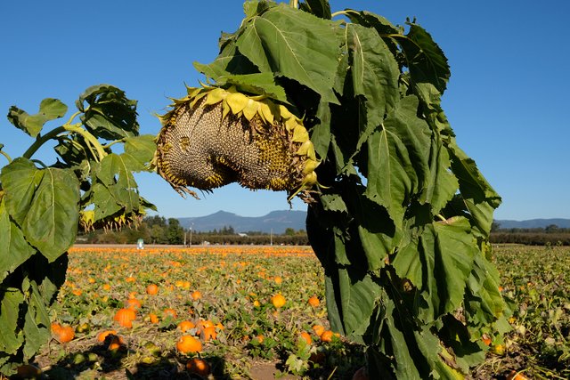 1 sunflower small.jpg