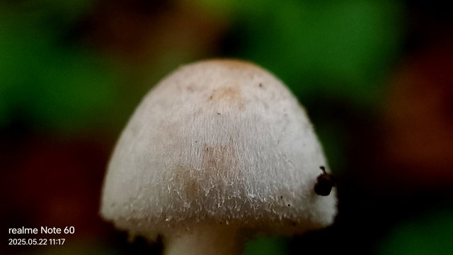IMG_20250522_111704.jpg