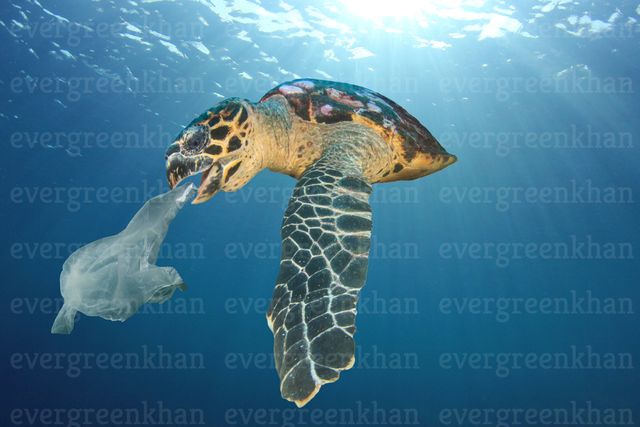 Plastic pollution problem - turtle eats plastic bag.png