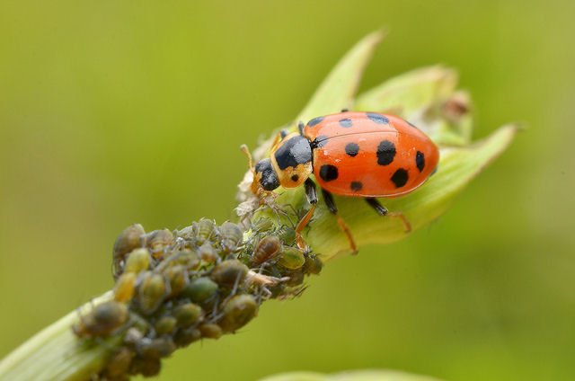 mariquita-comiendo-pulgones.jpg