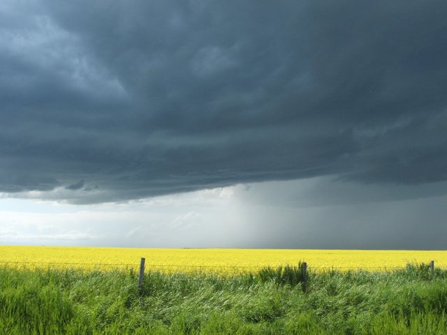 Storm over canola field.jpg