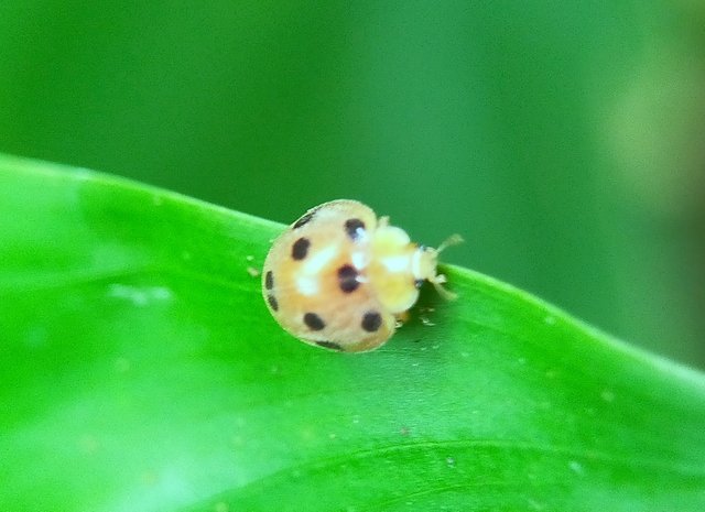 Yellow Ladybug (43).jpg