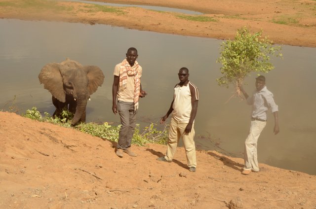 2.2 Poaching,Injured elephant and SOS elephant crew, Arthur, Chad, 2017.jpg
