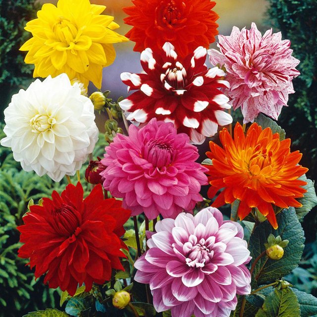 van-zyverden-flower-bulbs-11218-64_1000.jpg