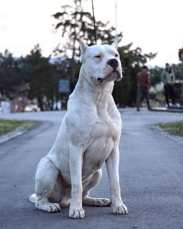 Breed ➡️ DOGO ARGENTINO_From Georgia Sakalaki 🏺 🇬🇷_ @pampita_georgia_sakalaki.jpeg