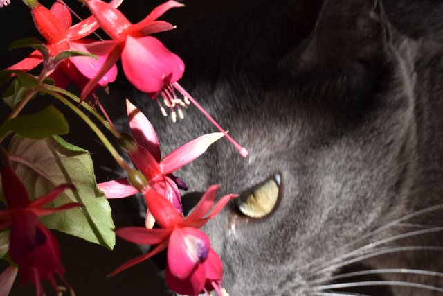 Fuchsia flower 3 suzi.jpg
