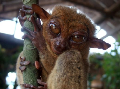 Bohol Countryside Tour - Tarsier Sanctuary.png