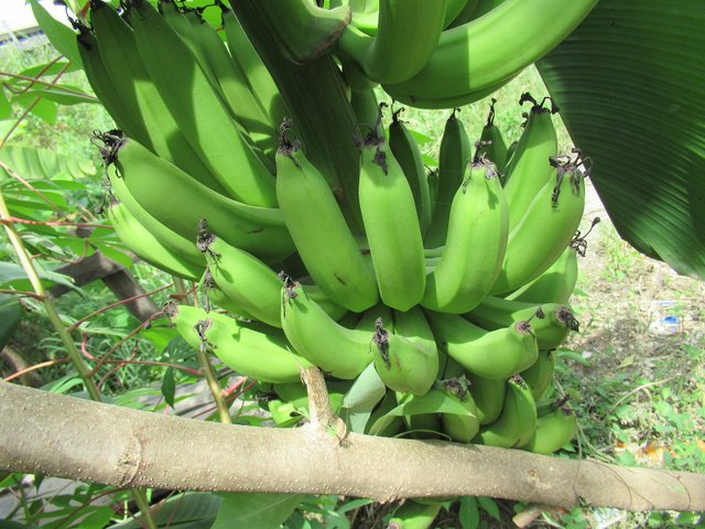 2000px-Green_bananas_in_Tuktukan_and_Tabe_23.jpg