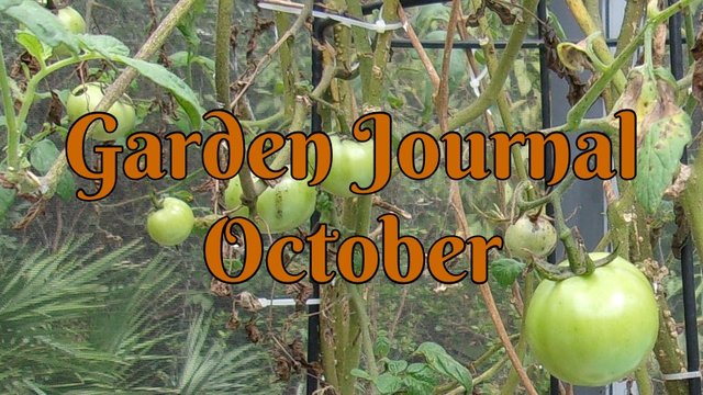 october garden cover tomatoes.jpg