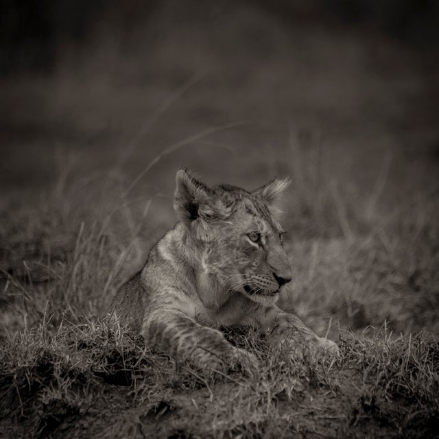 lion Cub.jpg
