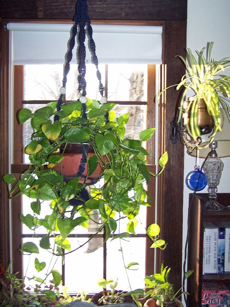 Pothos2 crop Jan. 2018.jpg